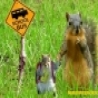 Funny Pictures - Squirrel Going To School