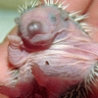Funny Animals - Cute Baby Hedgehogs