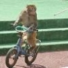 WTF Links - Monkey Stole My Bike