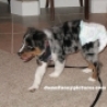 Funny Animals - Diaper Doggy