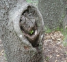 Funny Pictures - Flabby Vagina Tree