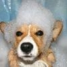 Funny Animals - Doggy Baths