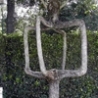 Cool Pictures - Neat Trees