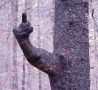 Funny Pictures - Freaking Tree