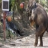 Funny Animals -  Elephant Practices