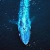 Funny Animals - Blue Whale