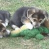 Funny Animals - Dogs Eating Alligator