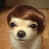 Funny Animals - Dogs With Wigs