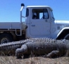 Cool Pictures - Gator-Truck