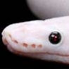 Cool Links - Albino Snake