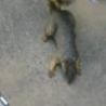 Funny Links - Squirrel Playing Dead