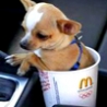Funny Links - McDonalds Coffee Pup