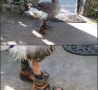 Funny Animals - Goose with Sandals