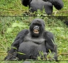 Funny Animals - Gorilla Butt Scratch