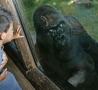 Funny Pictures - Gorilla has a Secret