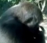 Funny Links - Gorilla Picks Butt And Eats..
