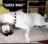 Funny Animals - Guess Who?