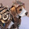 Funny Animals - Armor For Dogs