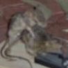 Funny Animals - Horny Mouse