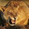 Funny Animals - Lions Vs Buffalos