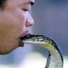 Cool Links - Kimmel Snake Bite