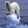 Funny Animals - Global Warming Polar Bear
