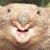 Funny Animals - Horny Wombat