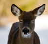 Funny Animals - Happy Deer