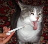 Funny Animals - Hate Smoking