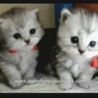 Funny Animals - Twin Cuties