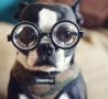 Funny Animals - Hipster Pup