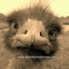 Funny Animals - Has Someone Spotted Big Bird