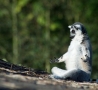 Funny Animals - I Do Yoga!