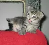 Funny Animals - It�s a Kitten. Herp Derp.