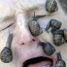 Weird Funny Pictures - Snails On The Face