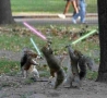 Funny Animals - Jedi Squirrels