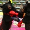 Funny Animals - Boxing Bears