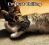 Funny Animals - Just Chilling