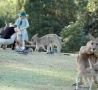 Funny Animals - Kangaroo Sex