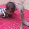 Cool Links - Baby Vs Cobra Snake