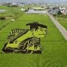 Cool Pictures - Rice Paddy Art
