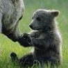 Funny Animals - Bear Parenting