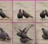 Funny Animals - Lovey Dove 