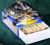 Funny Kids - Matchbox Turtle 