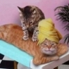 Funny Animals - Relaxing Massage