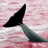 Political Pictures - Whale Slaughter