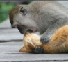Funny Animals - Monkey Doing CPR