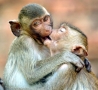 Funny Animals - Monkey Kiss