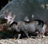 Funny Animals - Mother and Child Hogs