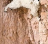 Cool Links - Mountain Goat